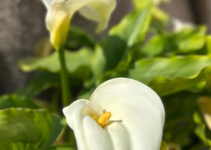 Casa Nannina 4* Анакапри